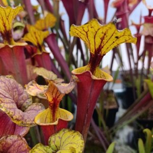 S. flava rubricorpora MK F26 'Burgundy'