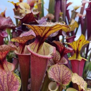 S. flava rubricorpora MK F66 (Giant red tube,W,(MS), Apalachicola NF)