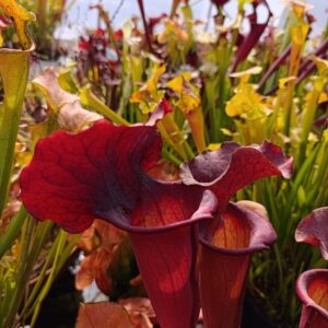 S. X 'Copper Vase'