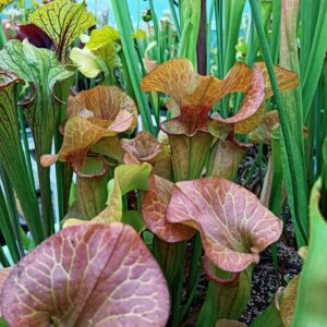 S. x Euroflora (Huge Lid, Inverse veins, Lids bigger than a CD)