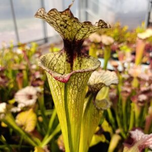 S. X Moorei 'Leah Wilkerson'
