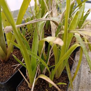 Brocchinia spec. 'Mantopai Camp, under Sororopan Tepui'