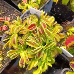 D.M 'Alien'