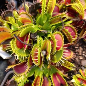 D.M 'Fuzzy Teeth' Carnivoria Clone