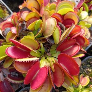 D.M 'Microdent' Carnivoria Clone