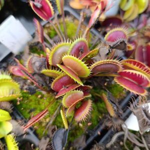 D.M 'Archangel'