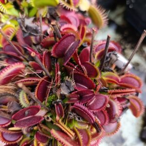 D.M 'Bohemian Garnet'
