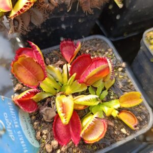 D.M 'Carboni Ardenti' Diflora
