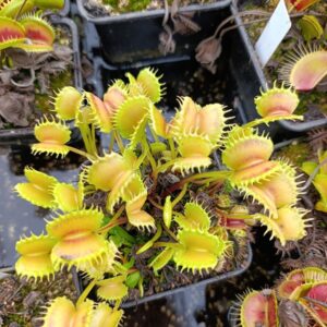 D.M 'Hungry Flora's Green Clicker' (Very long, wavy teeth, widely opened traps!)