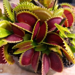 D.M 'Hungry Flora's Dracula' (Very short leaf blade, arched traps, teeth shorter than Dracula's)