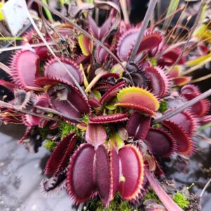 D.M 'Hungry Flora's Giant Red Dentate