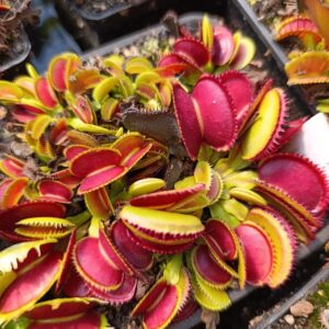 D.M 'Isistus' Carnivoria