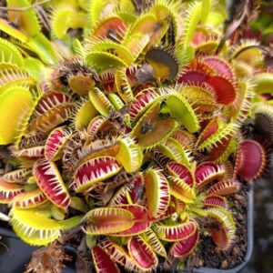 D.M 'Louchapates'