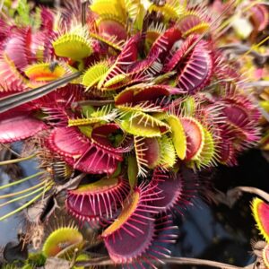 D.M 'LTC' Carnivoria