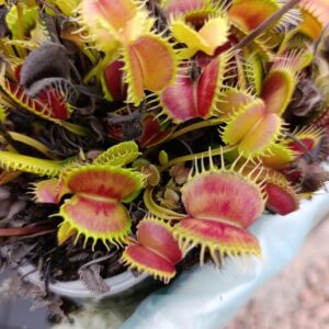 D.M 'Hungry Flora's Orange Clicker' (Very long, wavy teeth, widely opened traps!)