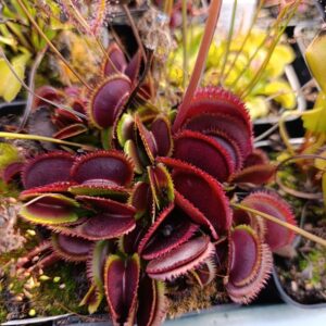 D.M 'Paolo's Red Dentate'