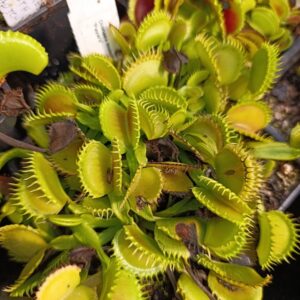 D.M 'Payara' Carnivoria