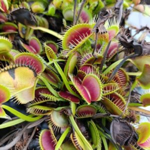 D.M 'Purple Giant'