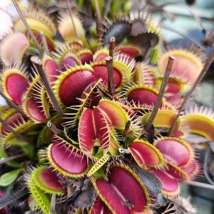 D.M 'Red Daggers'