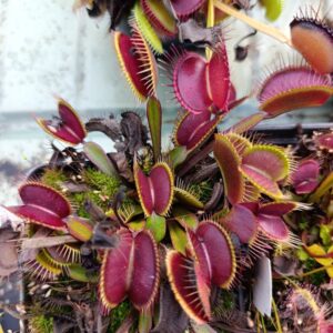 D.M 'Royal Red'