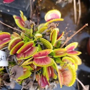 D.M 'Scarlatine'