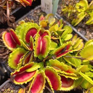 D.M 'Hungry Flora's Wavy Clam' (Much like 'Giant Clam', very short leaf blades, wavy traps!)