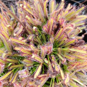 D. capensis 'Crestate'