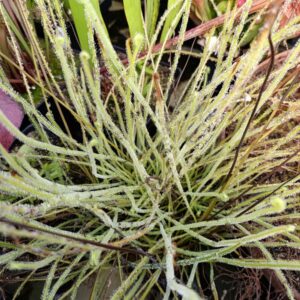 D. filiformis var tracyi (Route 67, Carabelle, Franklin CO., Florida)