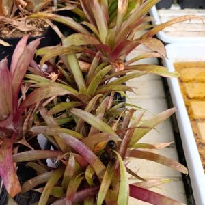 Guzmania spec. 'Akopan Tepui, Red Leaves'