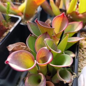 H. exappendiculata (Amuri Tepui) Andy Smith clone, 2009