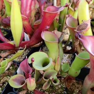 H. huberi (Akopan Tepui) M.Schach clone
