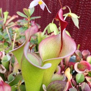 H. neblinae 'Avispa'