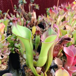 H. nutans x glabra (R.Severitt Clone)