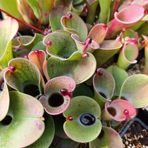H. pulchella 'Chimanta Tepui' Best clone !