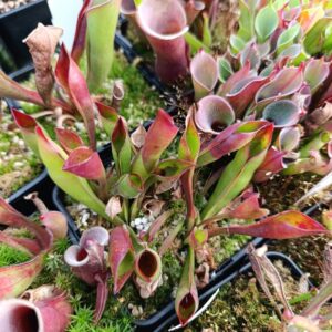 H. sarracenioides (individual seedgrown clones, Ptari Tepui)