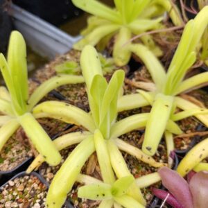 P. gigantea x moctezumae