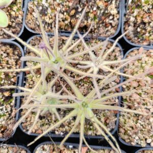 P. gypsicola