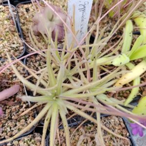 P. gypsicola X moctezumae