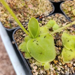 P. macrophylla