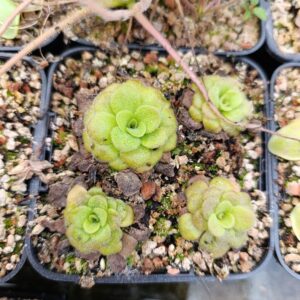 P. martinezii