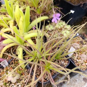 P. medusina x moctezumae