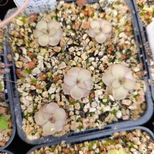 P. rotundiflora 'Tamaulipas'