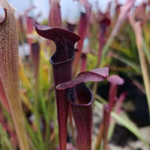 S. alata var atrorubra (All red form, Mississipi)