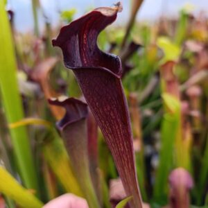 S. alata Black Tube, Clone C, Carnivoria