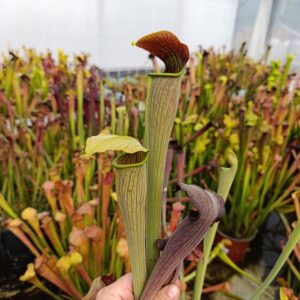 S. alata 'Black Tube', Very tall, Super Pubescent, Carnivoria