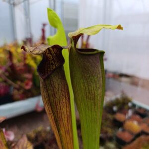 S. alata var rubrioperculata (Red lid, Dirk Ventham, Bubous upper pitcher, strong tall pitchers (1996) MK A1)