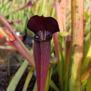 S. alata 'Giant Black Clone' Carnivoria