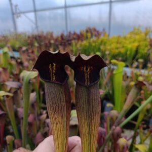 S. alata Giant Dark Clone, Carnivoria