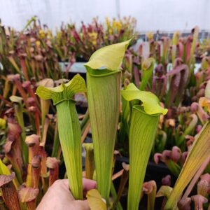 S. alata Harrison CO, MS (Giant  selected clone, wide lids, bulbous pitchers !)