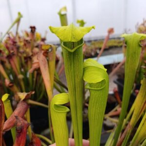 S. alata Jackson CO (clone from wild seeds)
